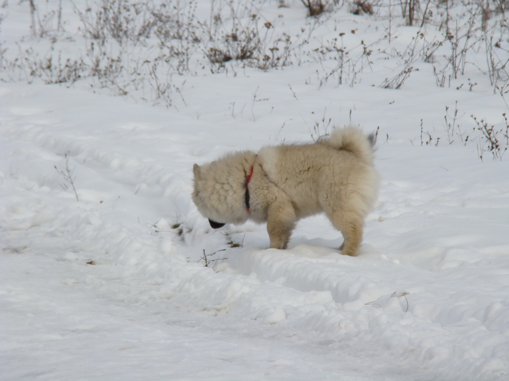 Kamenný hrb 13.1.2008