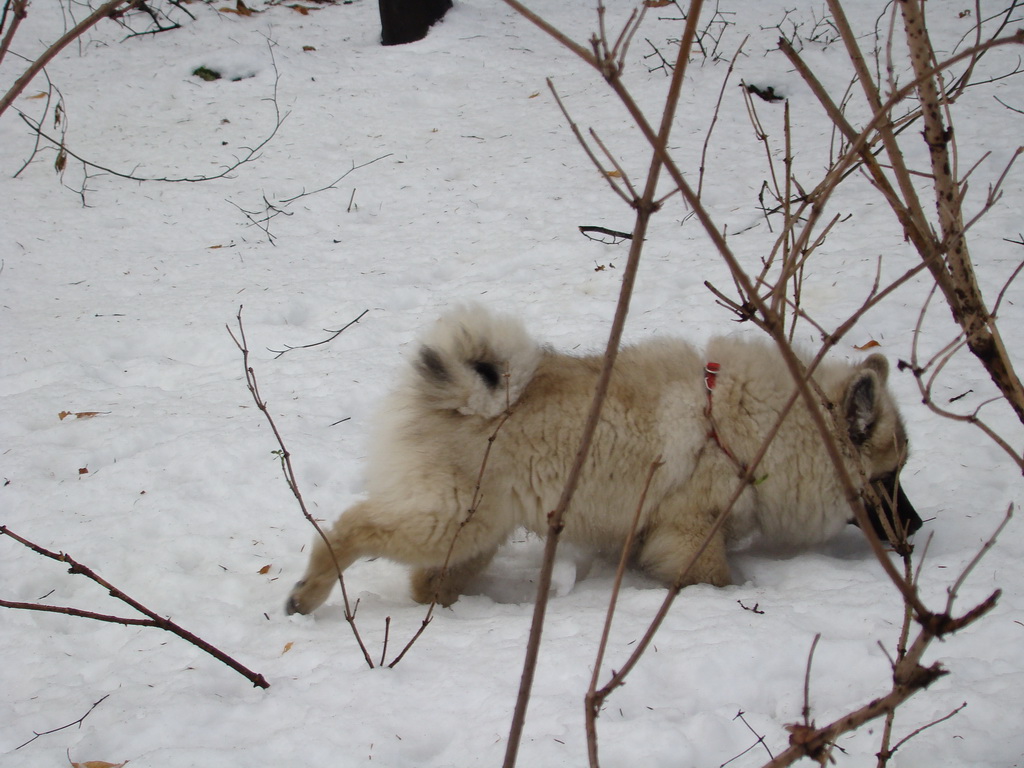 Kamenný hrb 13.1.2008