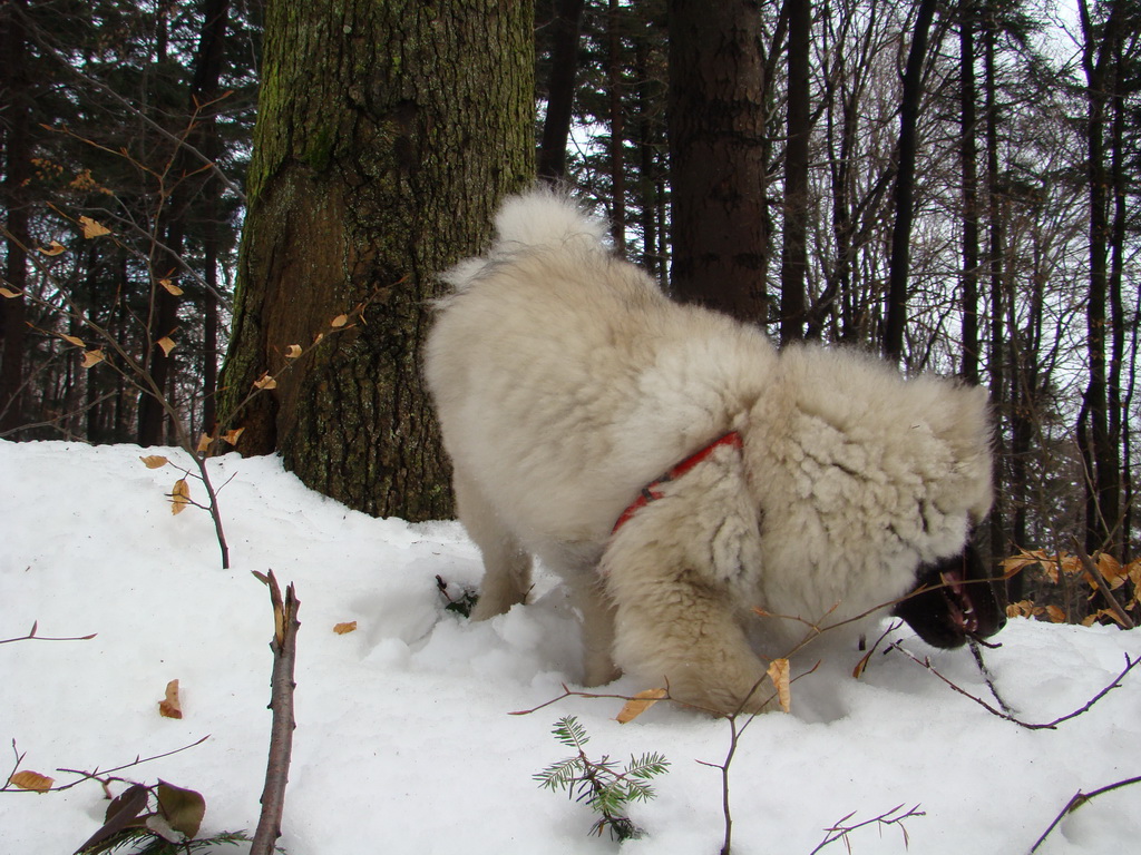 Kamenný hrb 13.1.2008