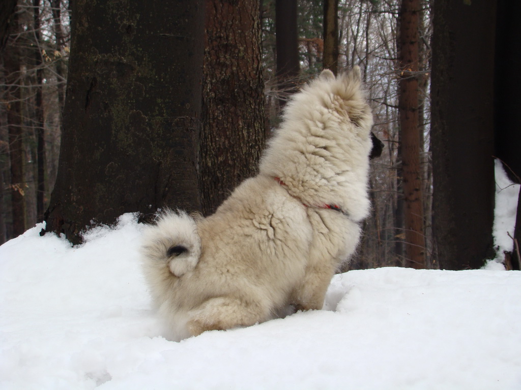 Kamenný hrb 13.1.2008