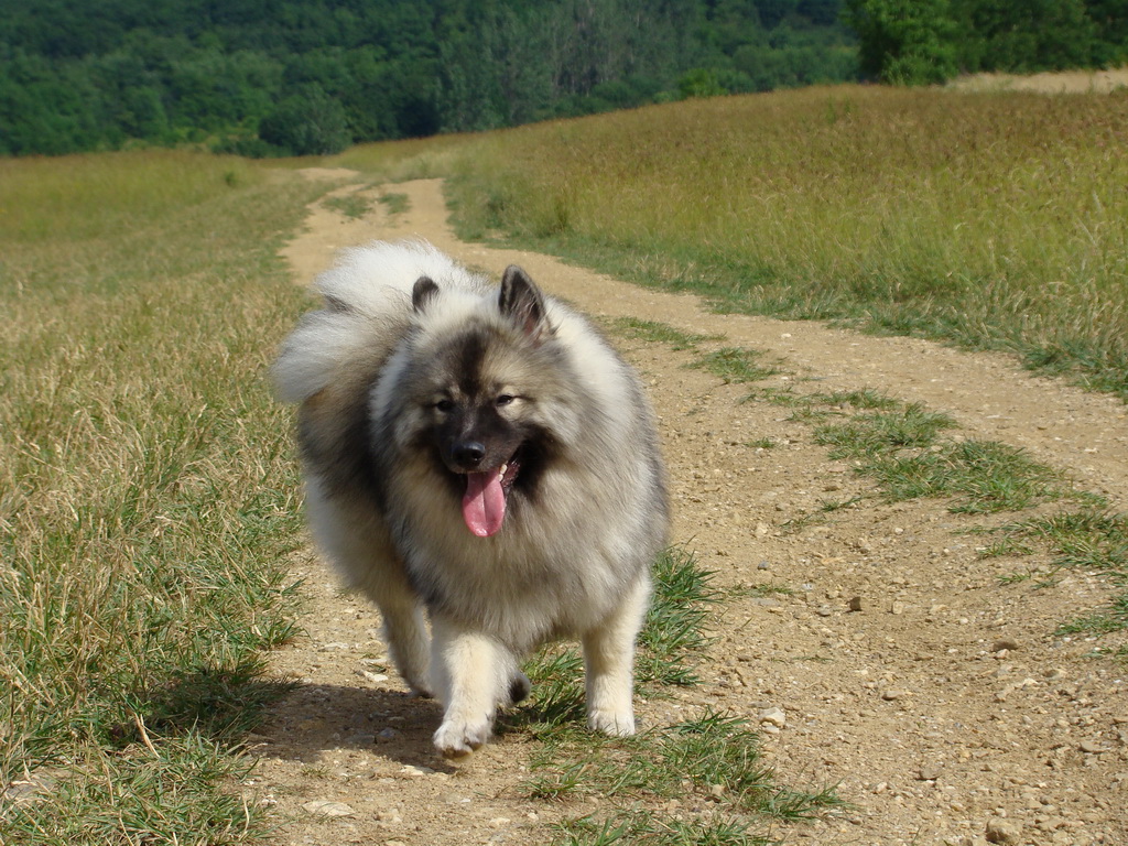 Kamenný hrb 15.06.2008