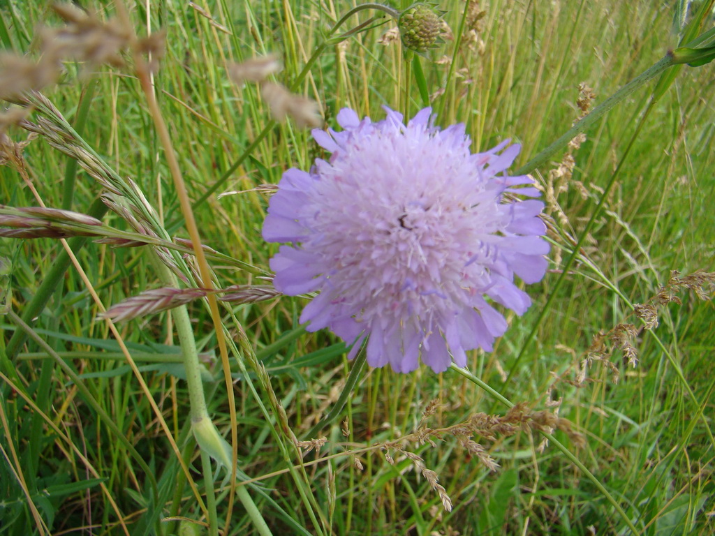 Kamenný hrb 15.06.2008