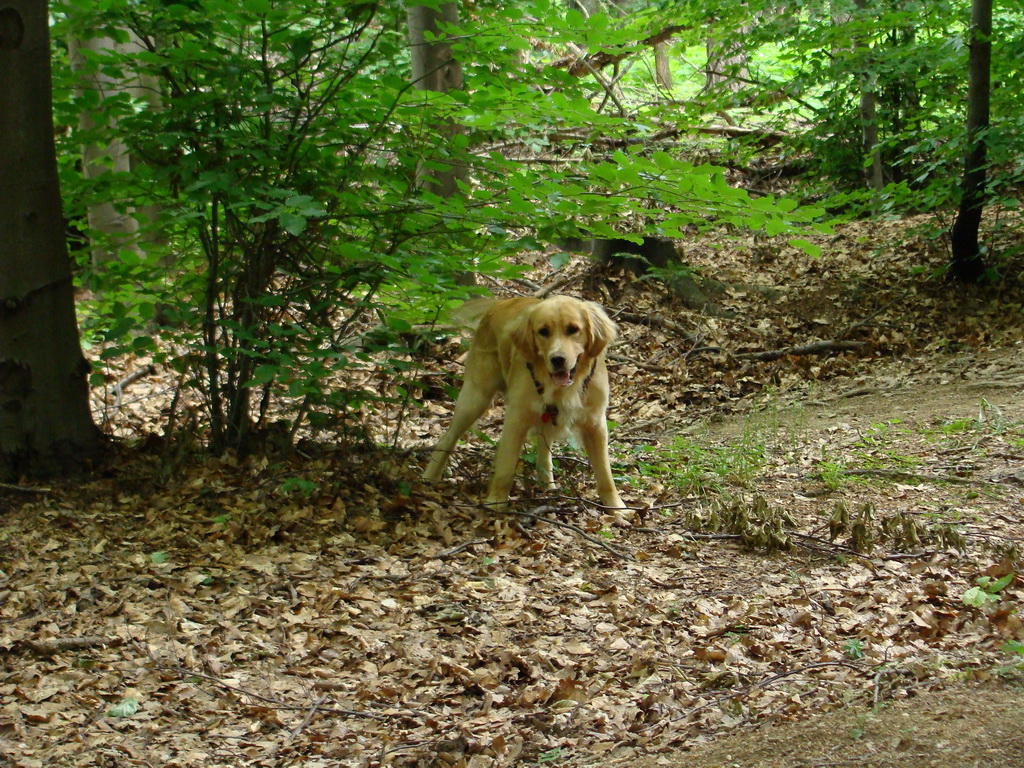 Kamenný hrb 15.06.2008