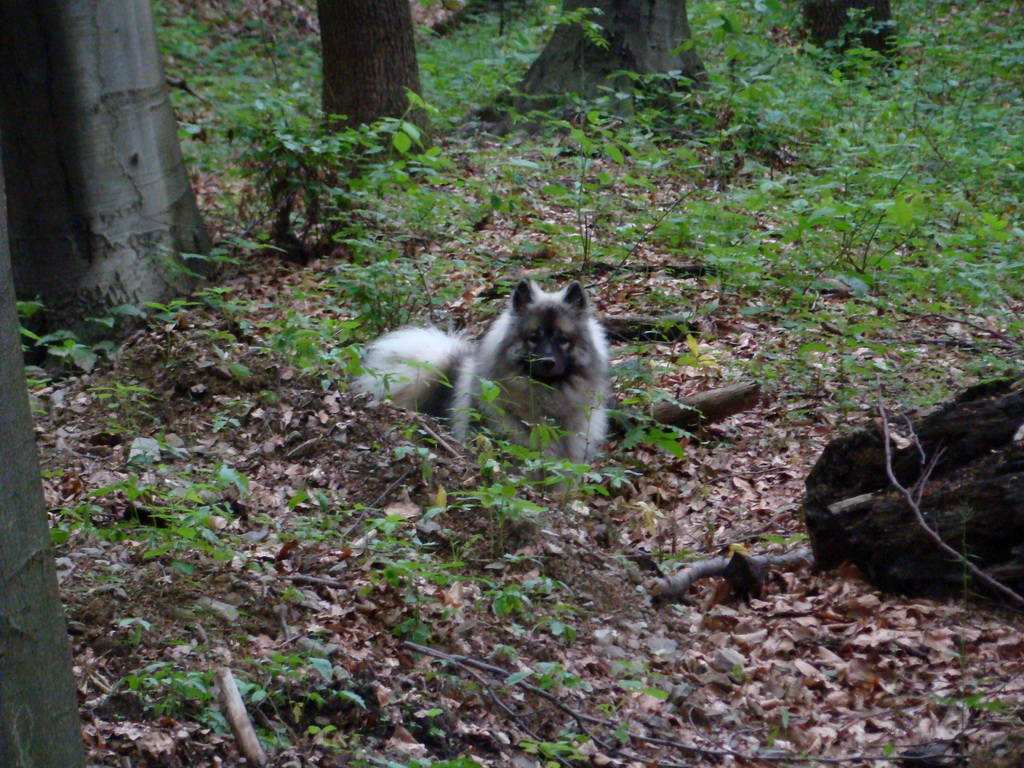 Kamenný hrb 15.06.2008