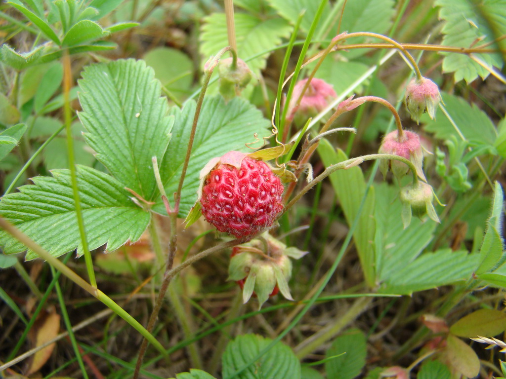 Kamenný hrb 15.06.2008