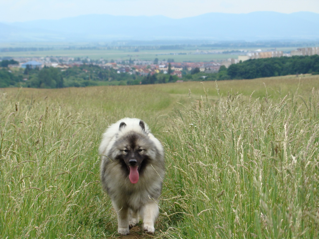 Kamenný hrb 15.06.2008