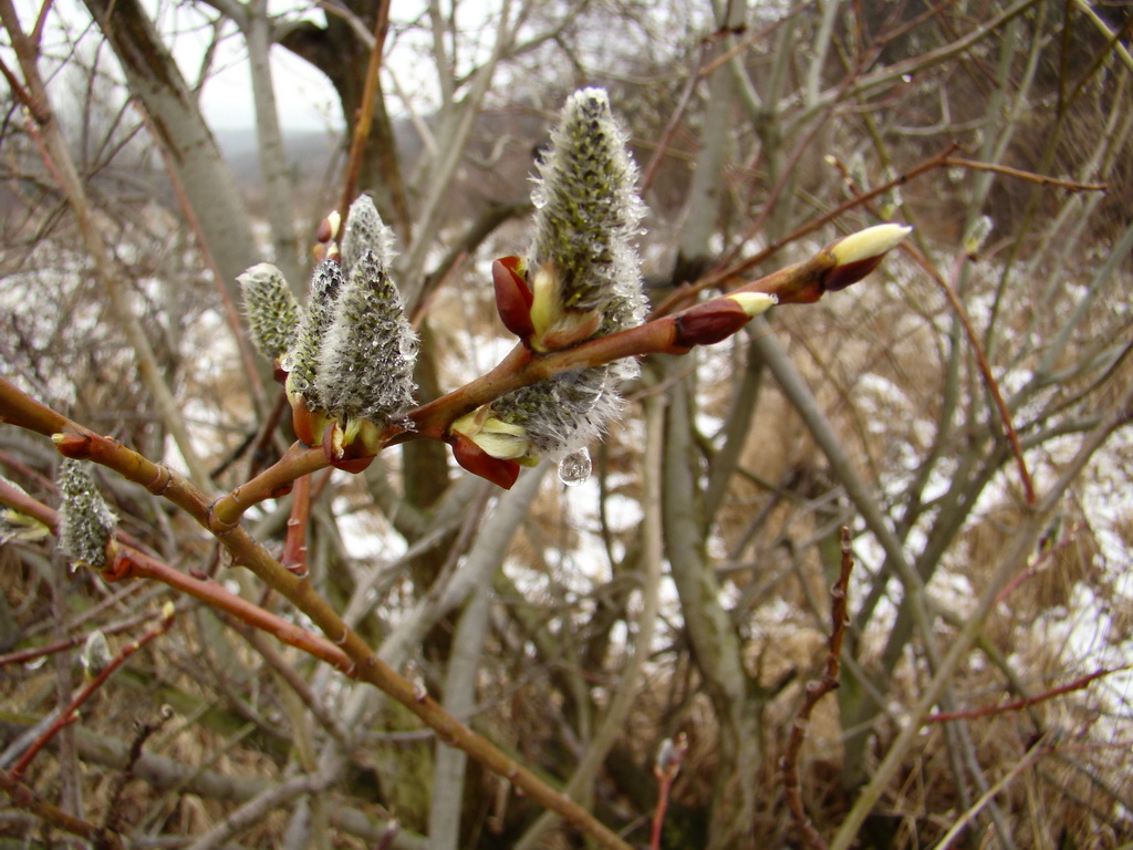 Kamenný hrb 23.03.2008