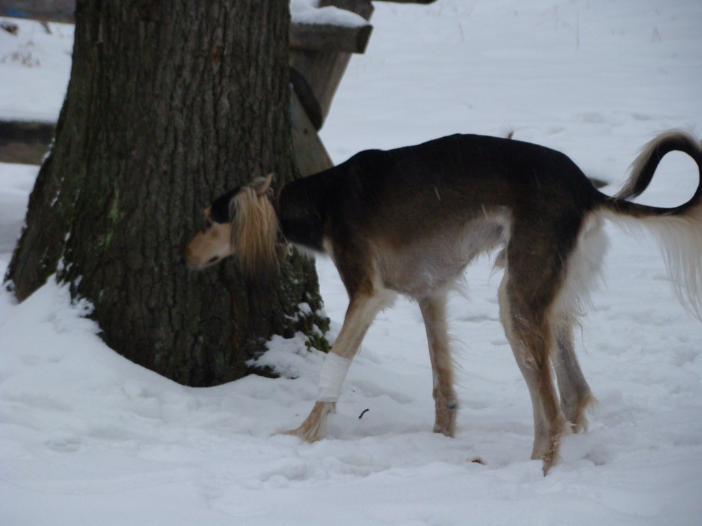 Kamenný hrb 6.1.2008