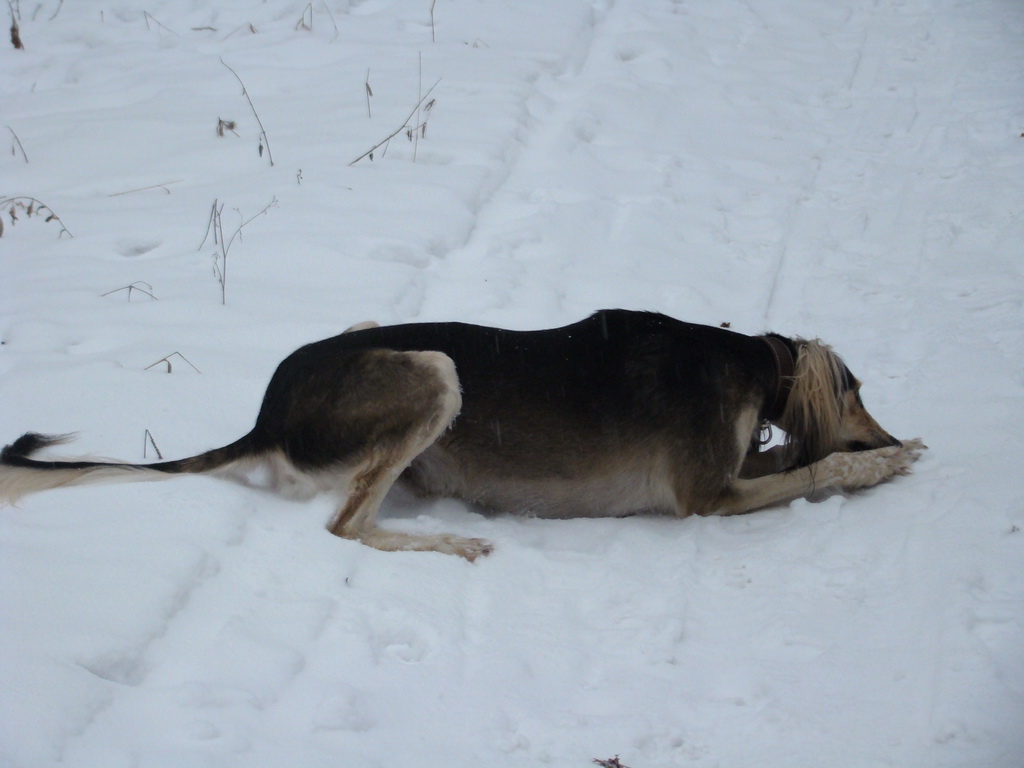 Kamenný hrb 6.1.2008