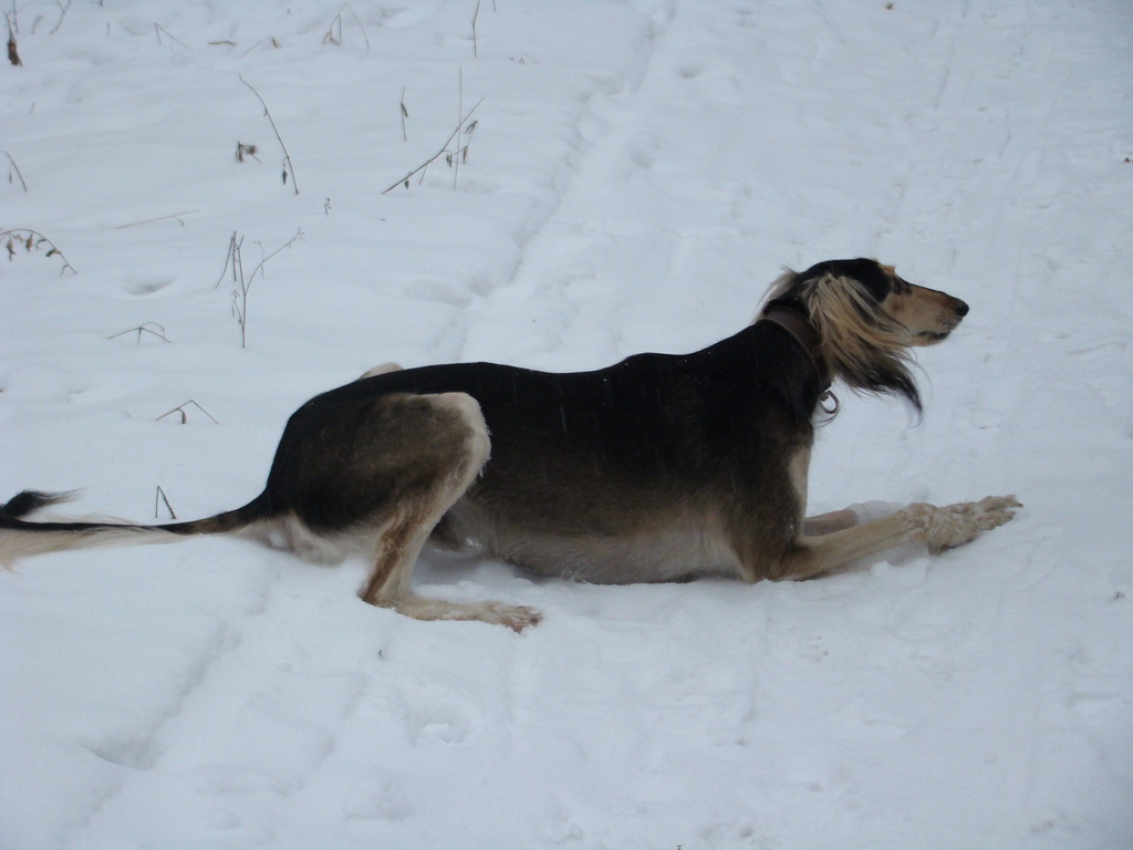 Kamenný hrb 6.1.2008