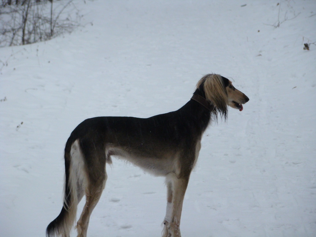 Kamenný hrb 6.1.2008