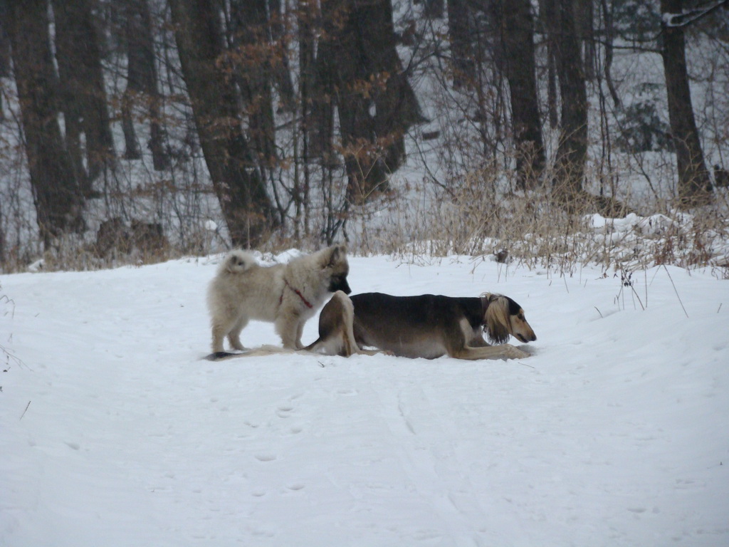 Kamenný hrb 6.1.2008