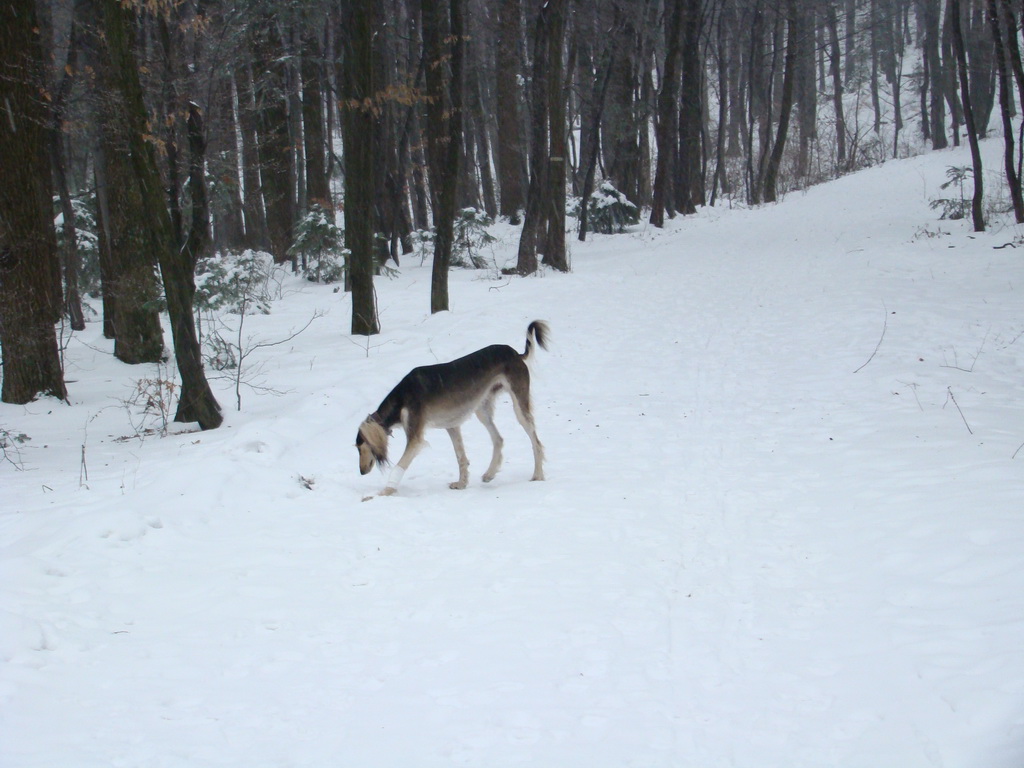 Kamenný hrb 6.1.2008