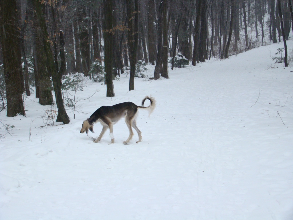 Kamenný hrb 6.1.2008