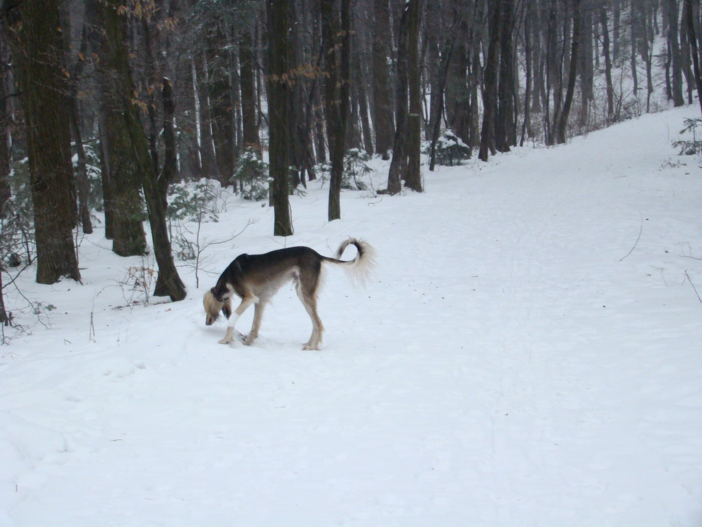 Kamenný hrb 6.1.2008