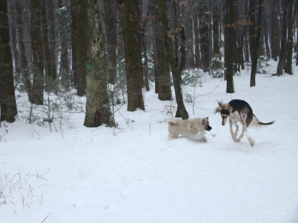 Kamenný hrb 6.1.2008