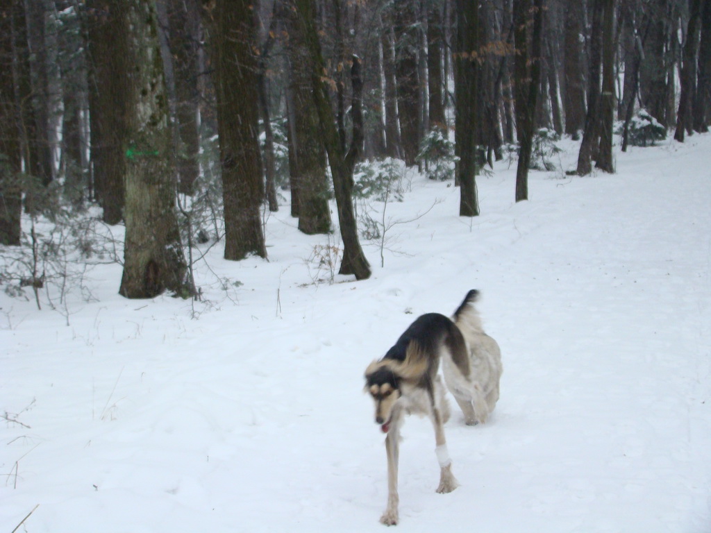 Kamenný hrb 6.1.2008