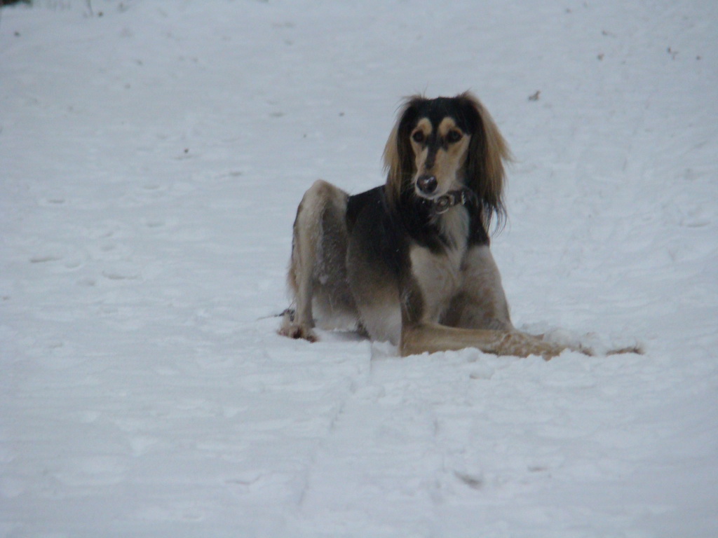 Kamenný hrb 6.1.2008