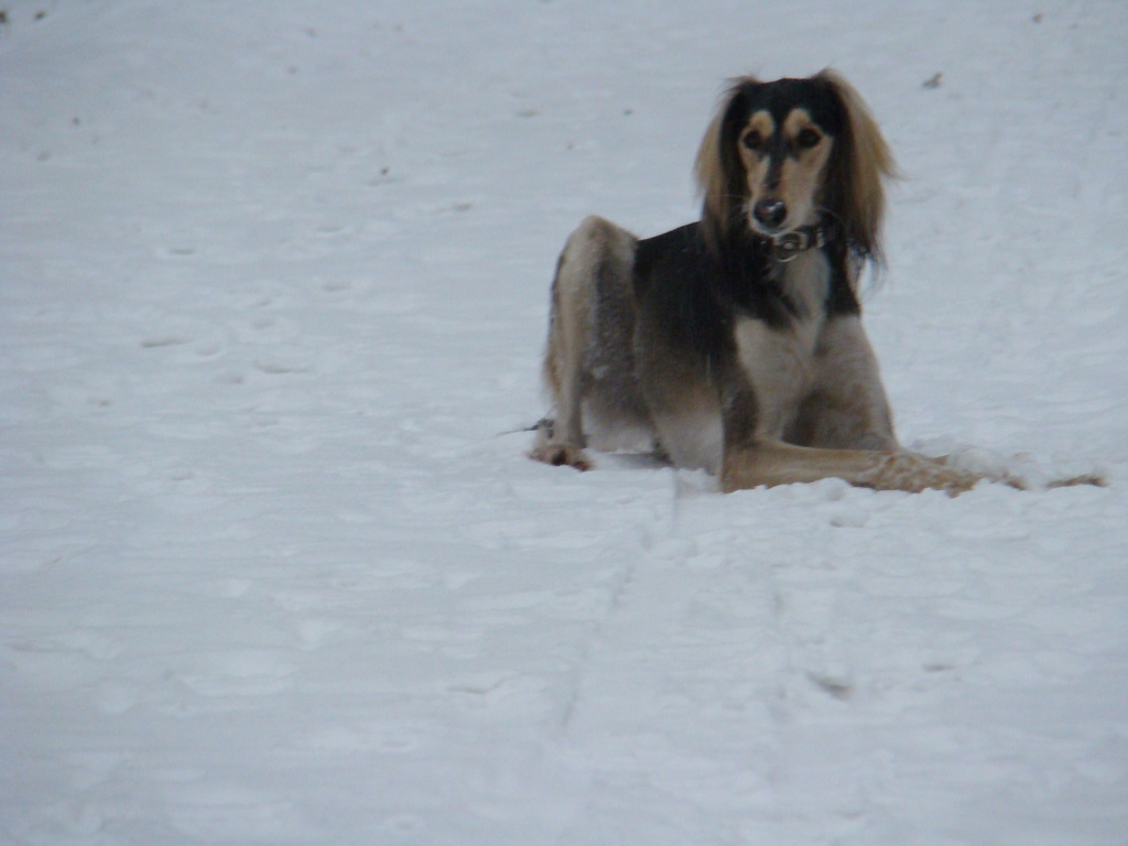 Kamenný hrb 6.1.2008