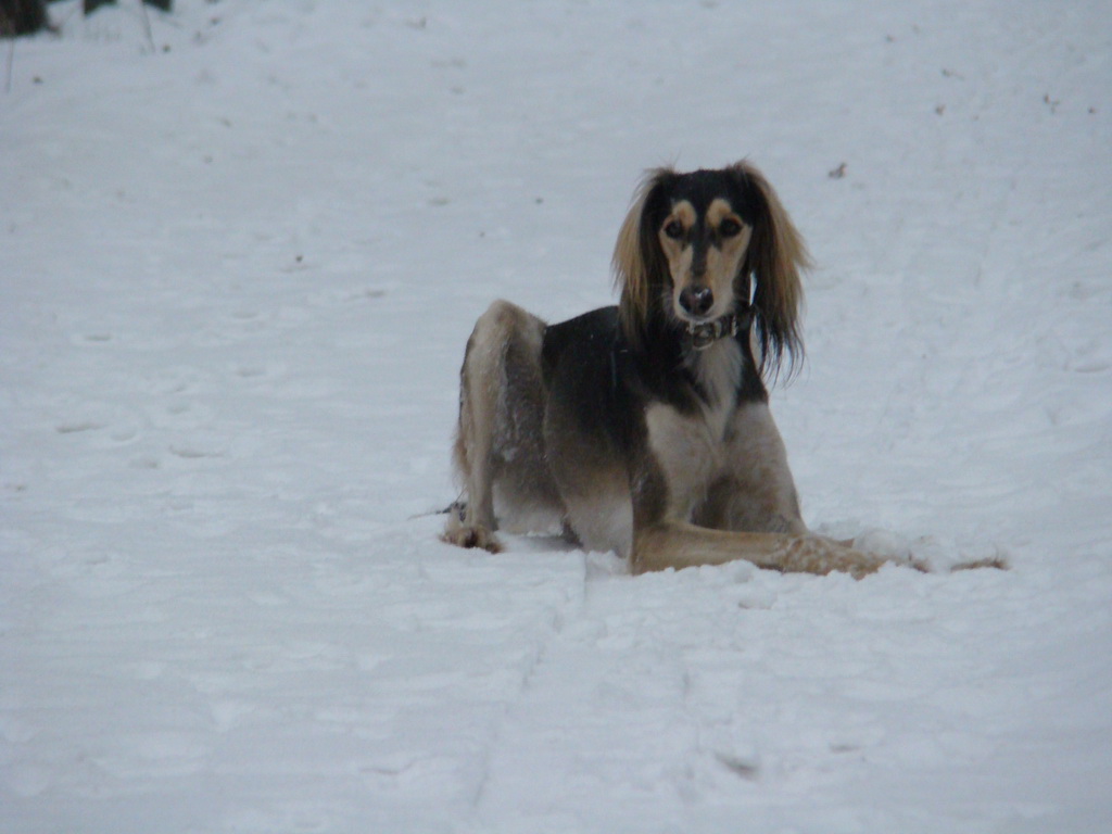 Kamenný hrb 6.1.2008