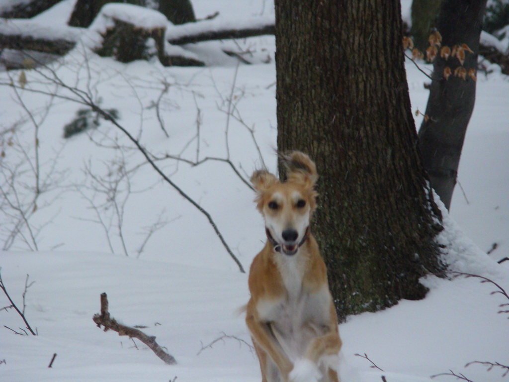 Kamenný hrb 6.1.2008