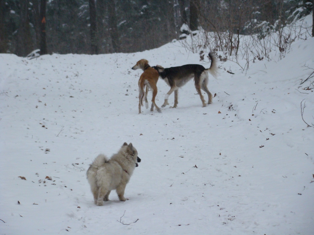 Kamenný hrb 6.1.2008