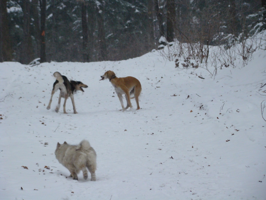 Kamenný hrb 6.1.2008