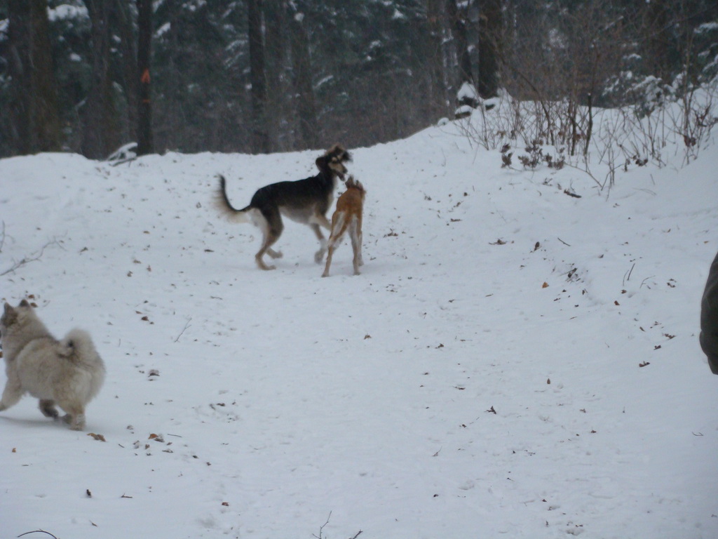 Kamenný hrb 6.1.2008