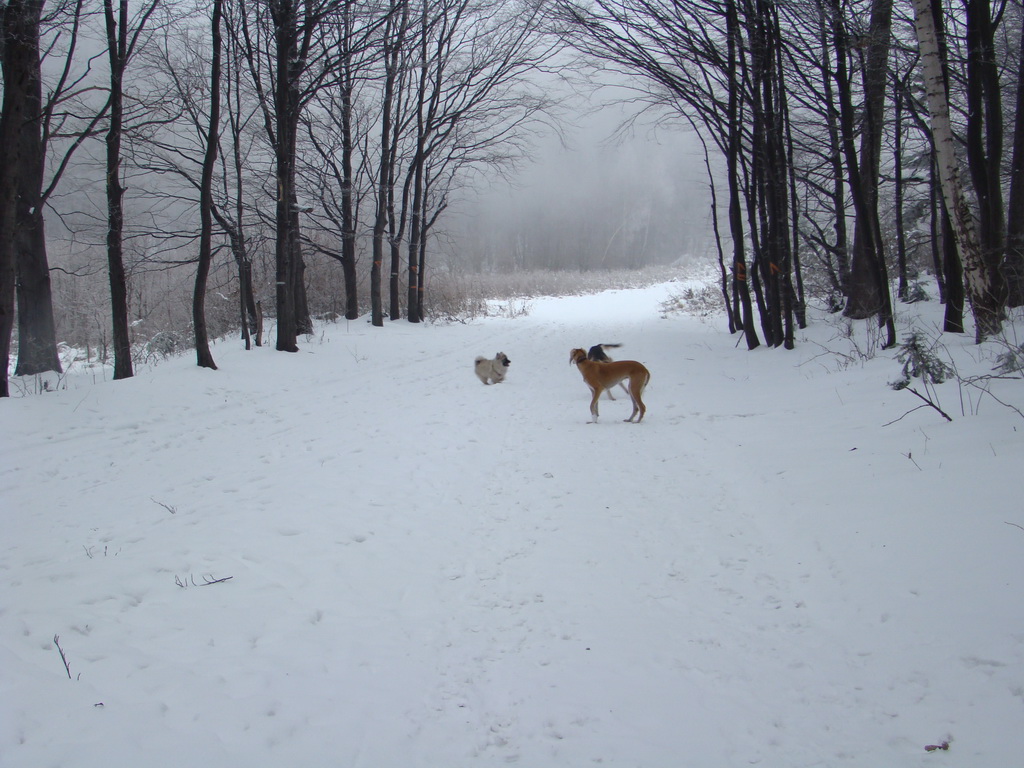 Kamenný hrb 6.1.2008