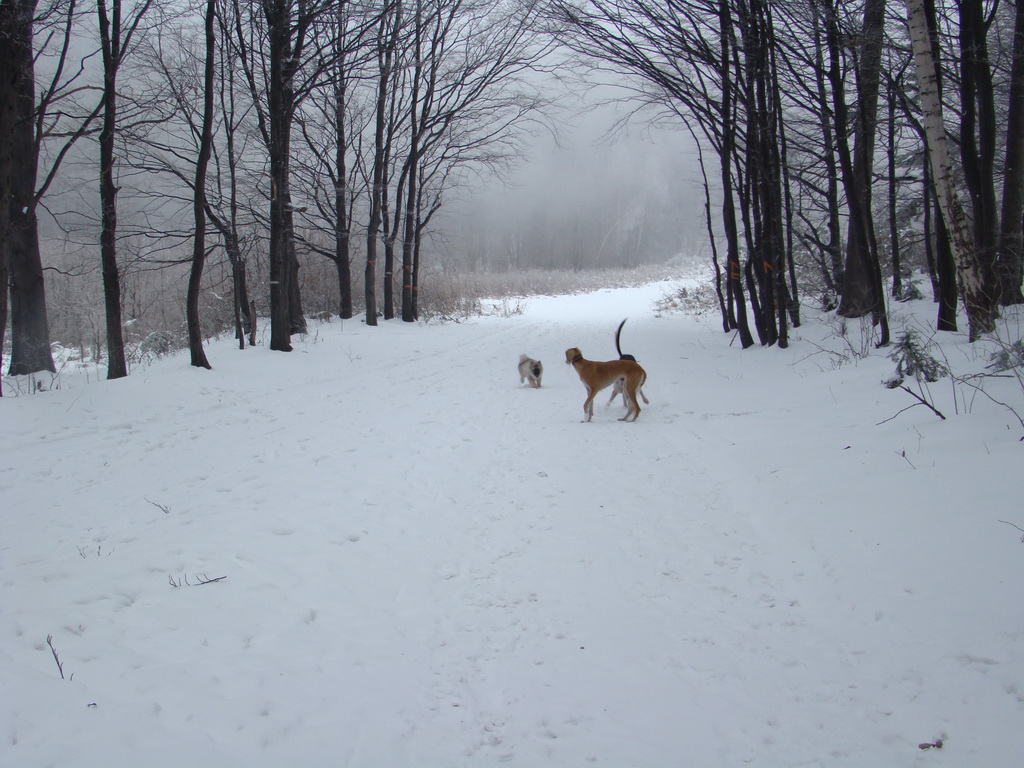 Kamenný hrb 6.1.2008