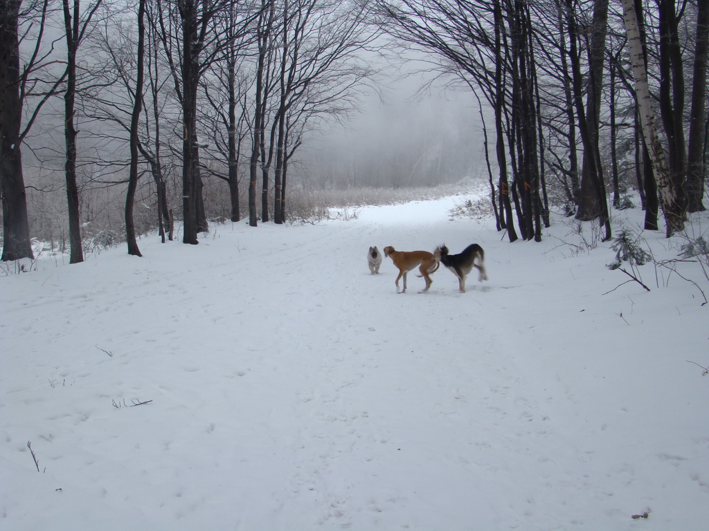 Kamenný hrb 6.1.2008