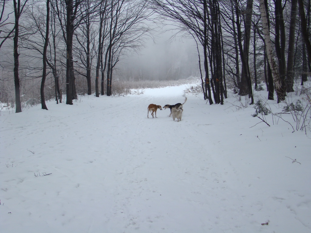 Kamenný hrb 6.1.2008