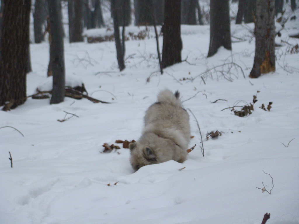 Kamenný hrb 6.1.2008