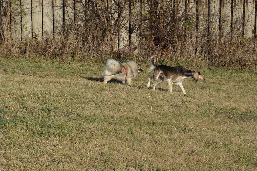 Kavečany 22.11.2008