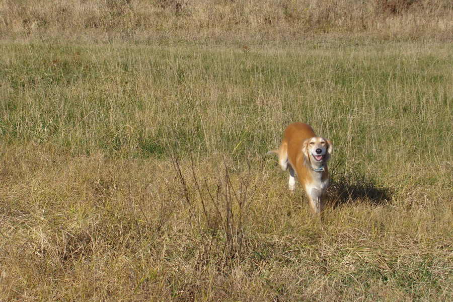 Kavečany 22.11.2008