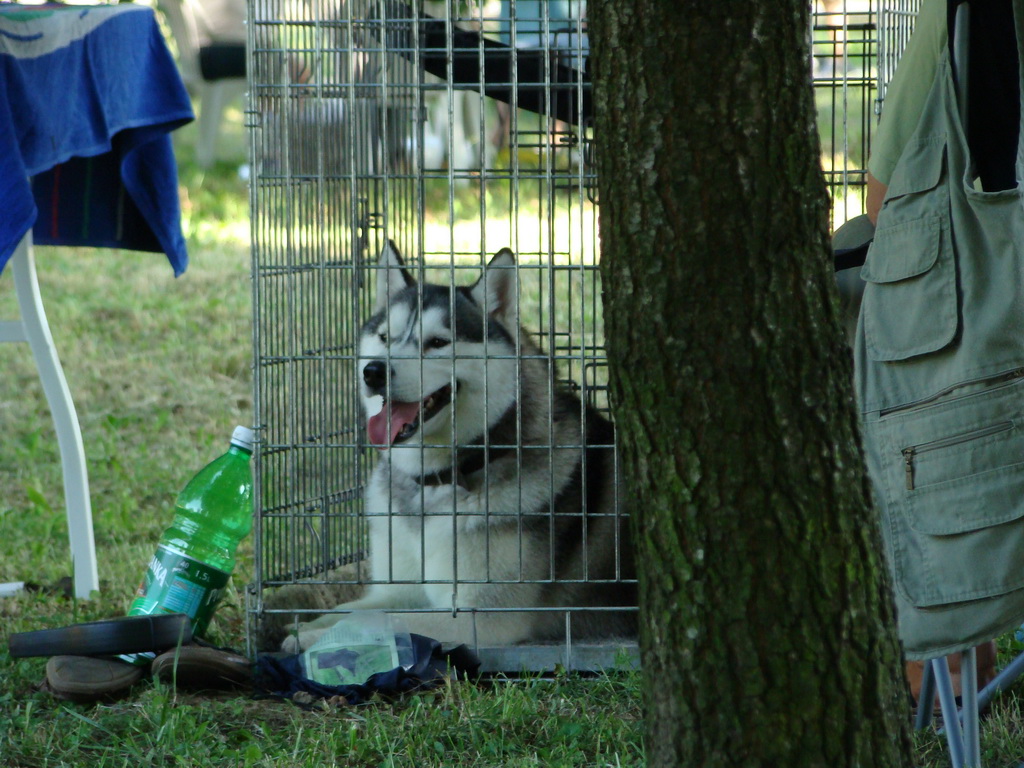 Národná výstava psov Košice, 13. 07. 2008