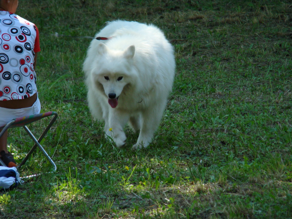 Národná výstava psov Košice, 13. 07. 2008