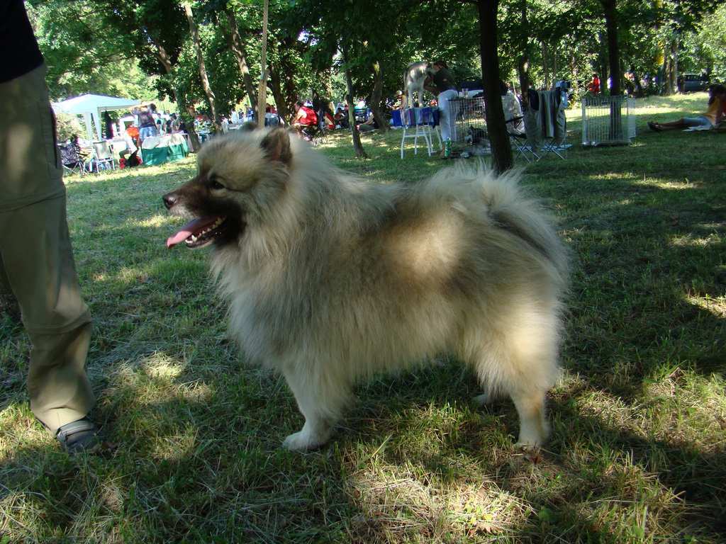 Národná výstava psov Košice, 13. 07. 2008