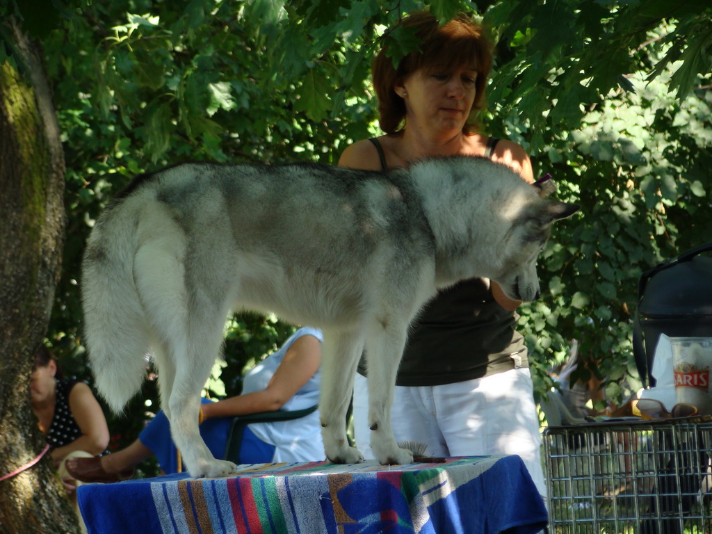 Národná výstava psov Košice, 13. 07. 2008