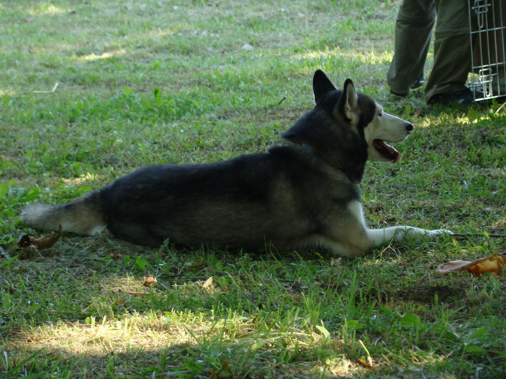 Národná výstava psov Košice, 13. 07. 2008