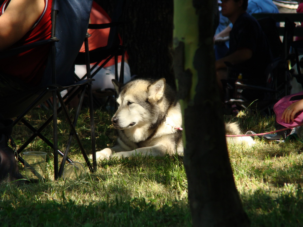 Národná výstava psov Košice, 13. 07. 2008