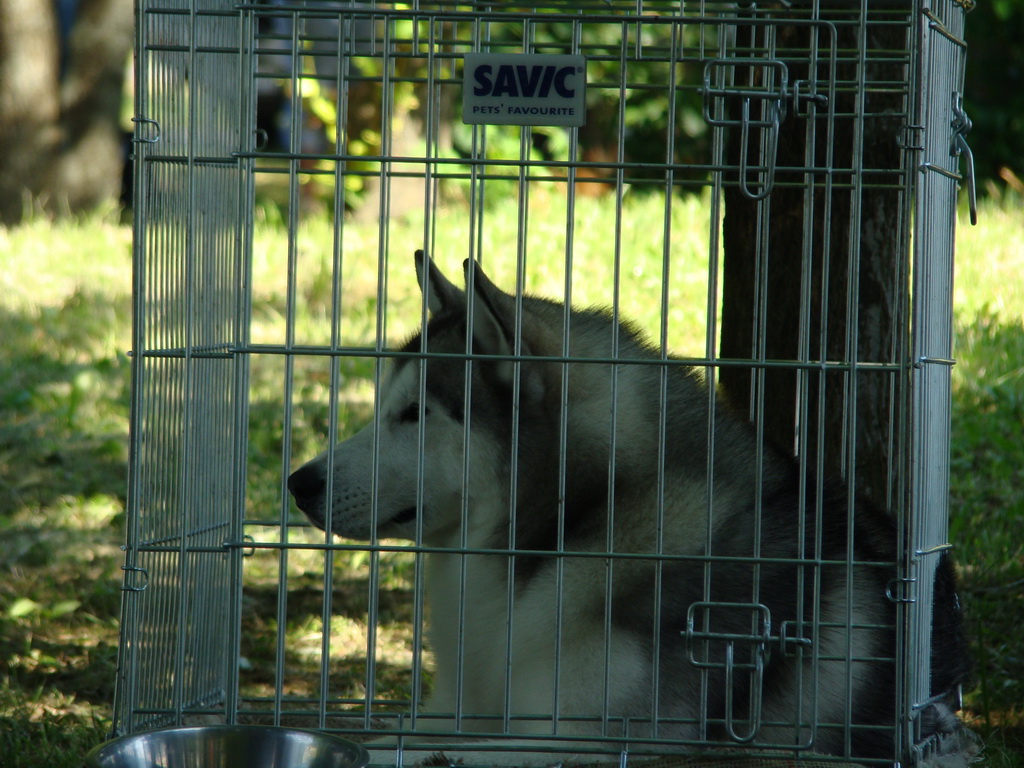 Národná výstava psov Košice, 13. 07. 2008