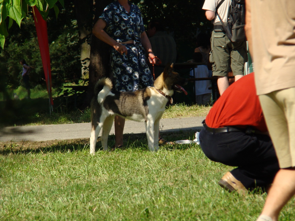 Národná výstava psov Košice, 13. 07. 2008