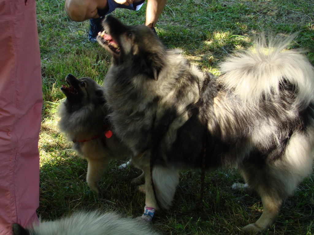 Národná výstava psov Košice, 13. 07. 2008