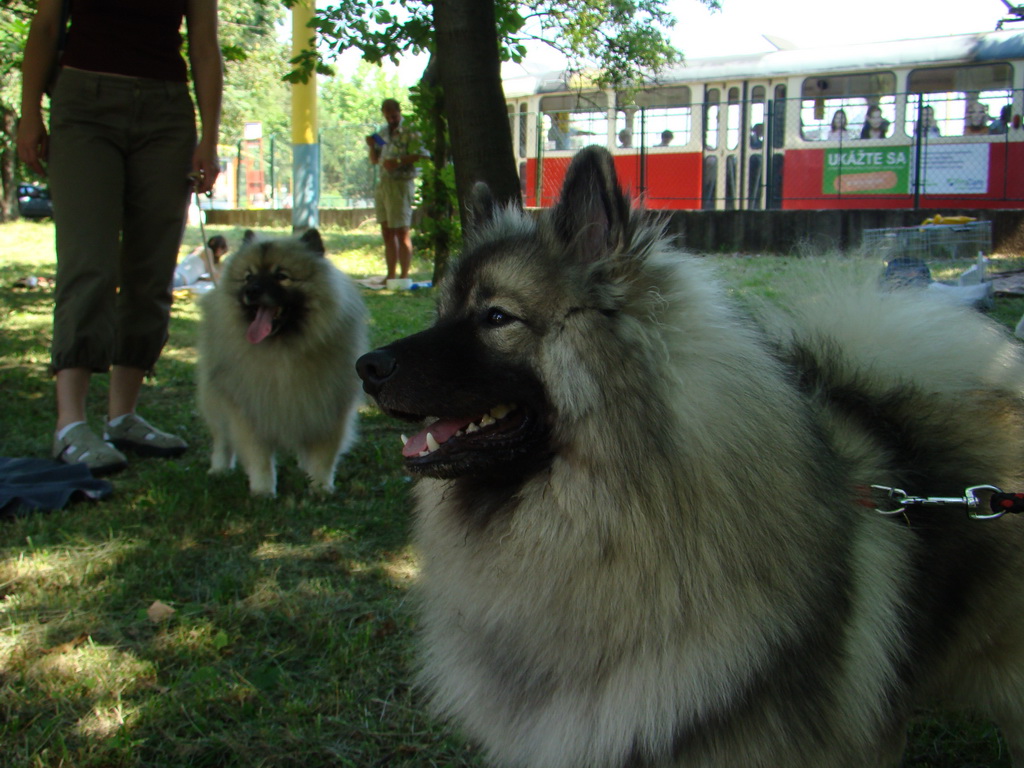 Národná výstava psov Košice, 13. 07. 2008