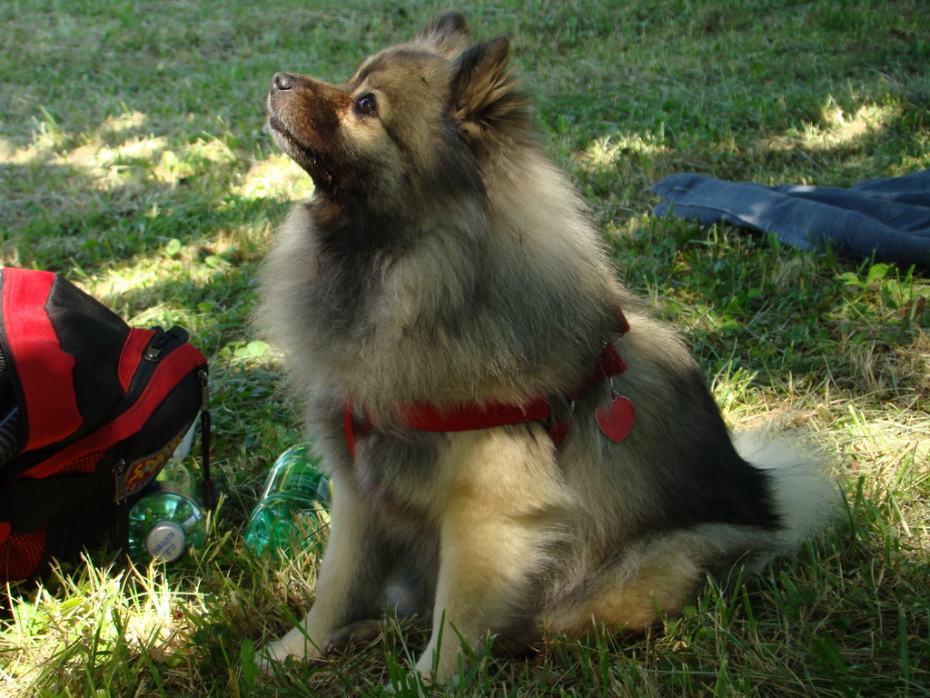 Národná výstava psov Košice, 13. 07. 2008