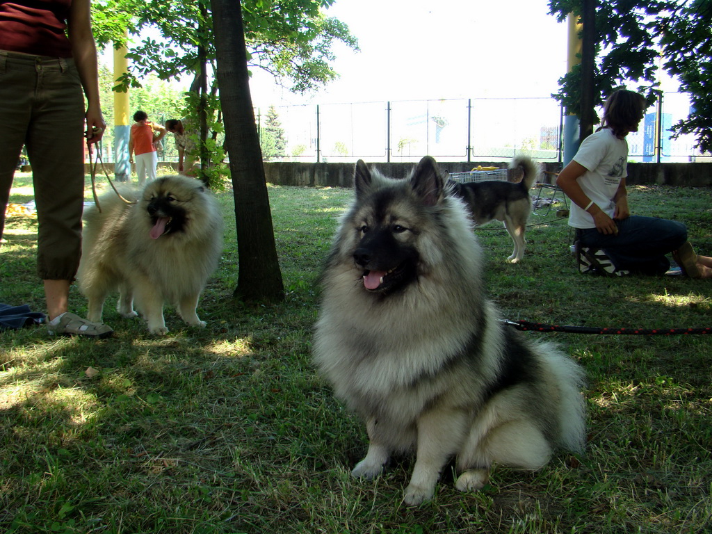 Národná výstava psov Košice, 13. 07. 2008