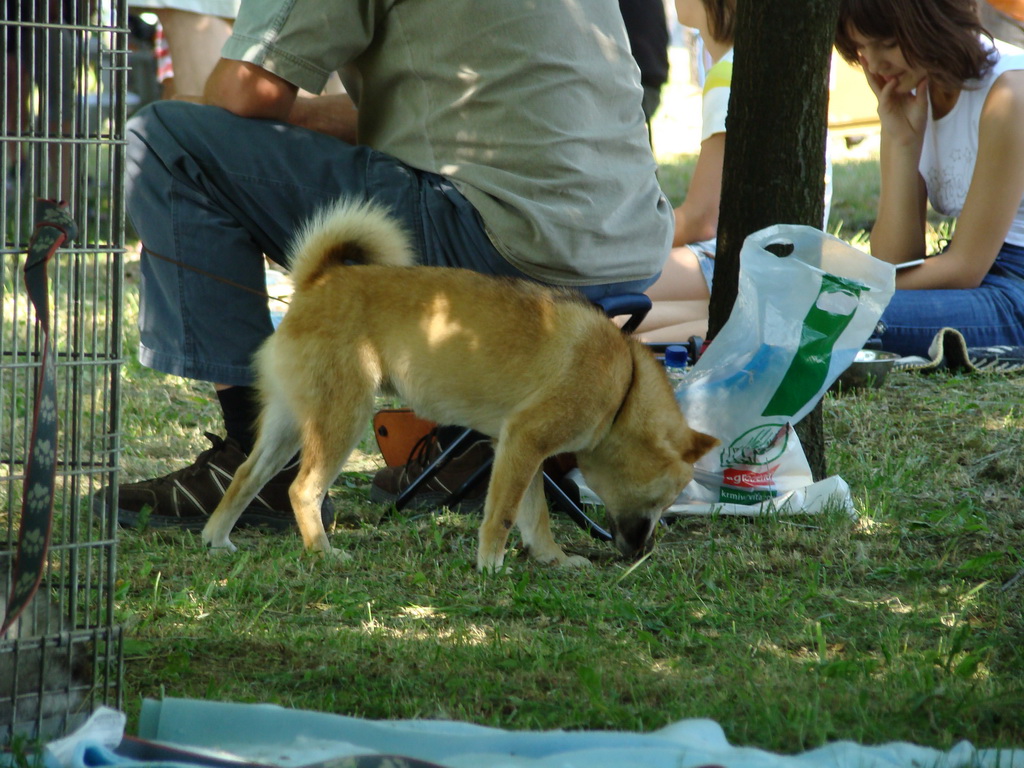 Národná výstava psov Košice, 13. 07. 2008