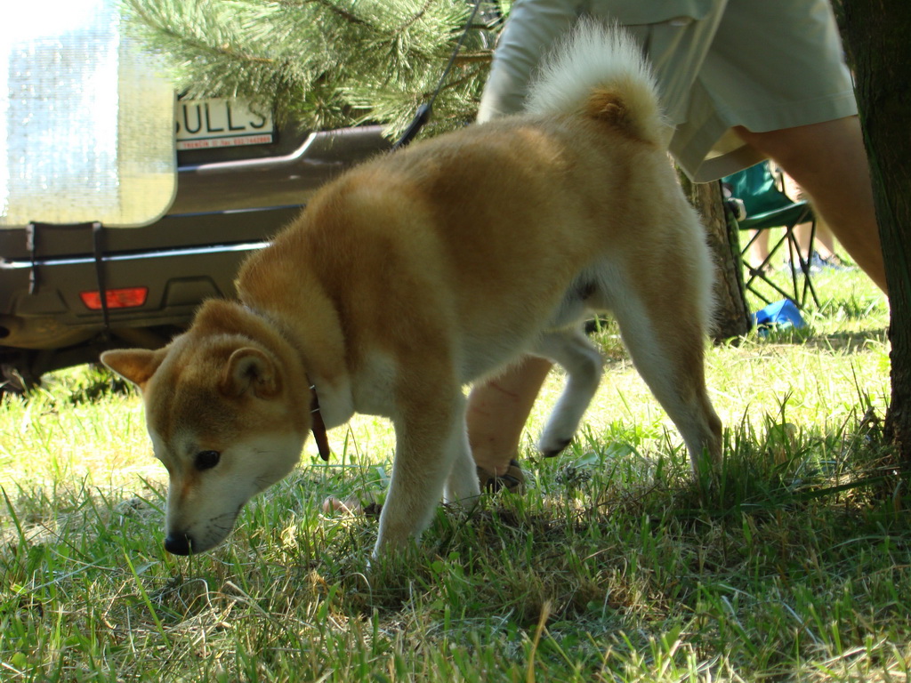 Národná výstava psov Košice, 13. 07. 2008