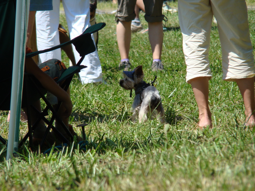 Národná výstava psov Košice, 13. 07. 2008